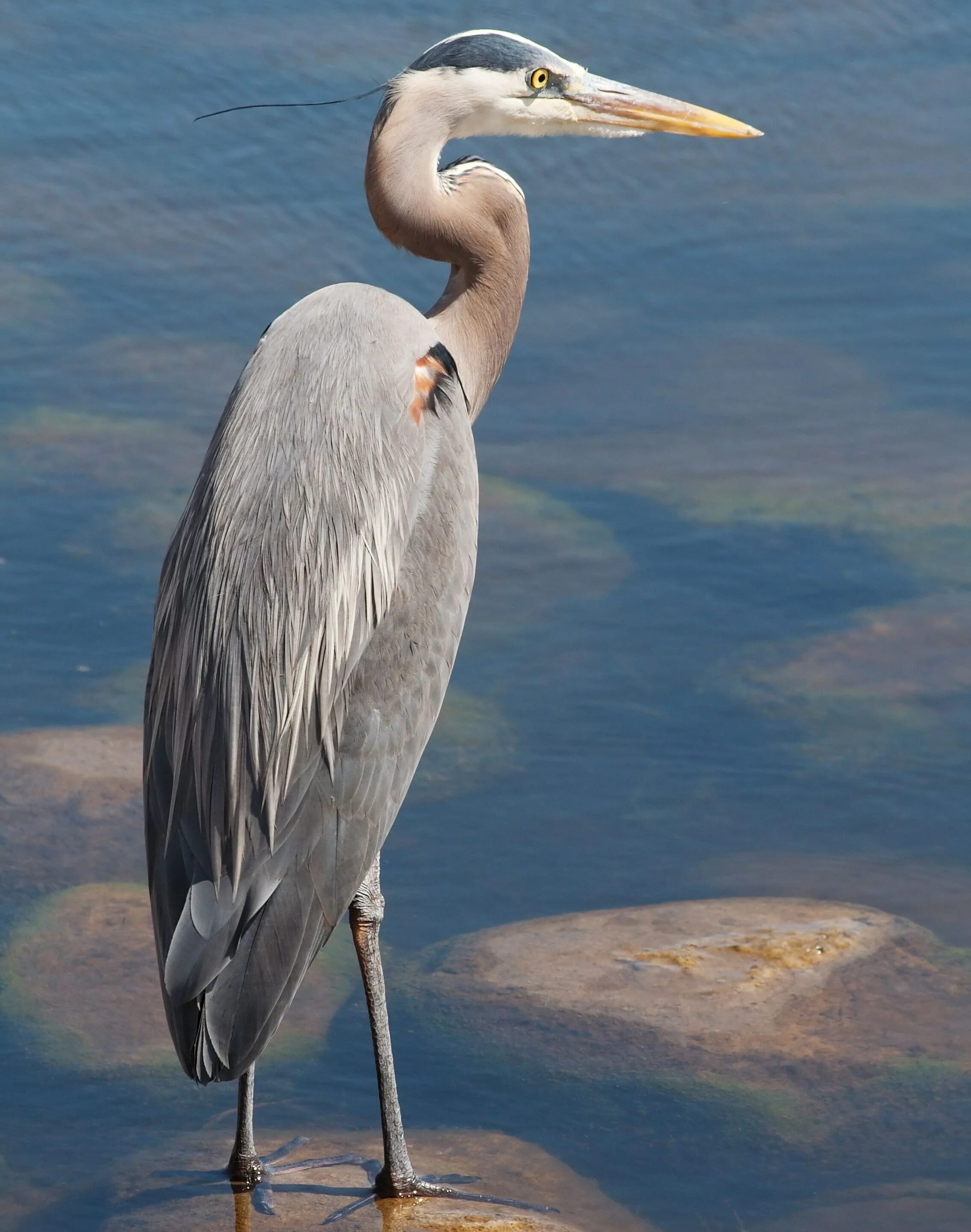 Как кричит цапля. Ейская цапля. серёжчатый журавль. great blue heron птица. серая цапля.