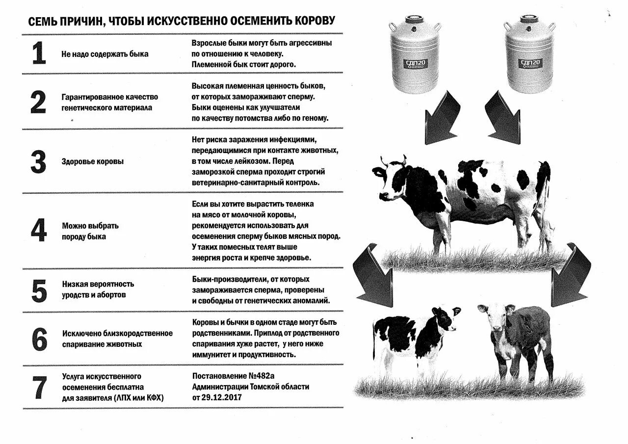 Сколько воды теленку. Схема искусственного осеменения коров. Сроки осеменения коров. Схема осеменения коров по схеме. Искусственного осеменения коров пакеты.