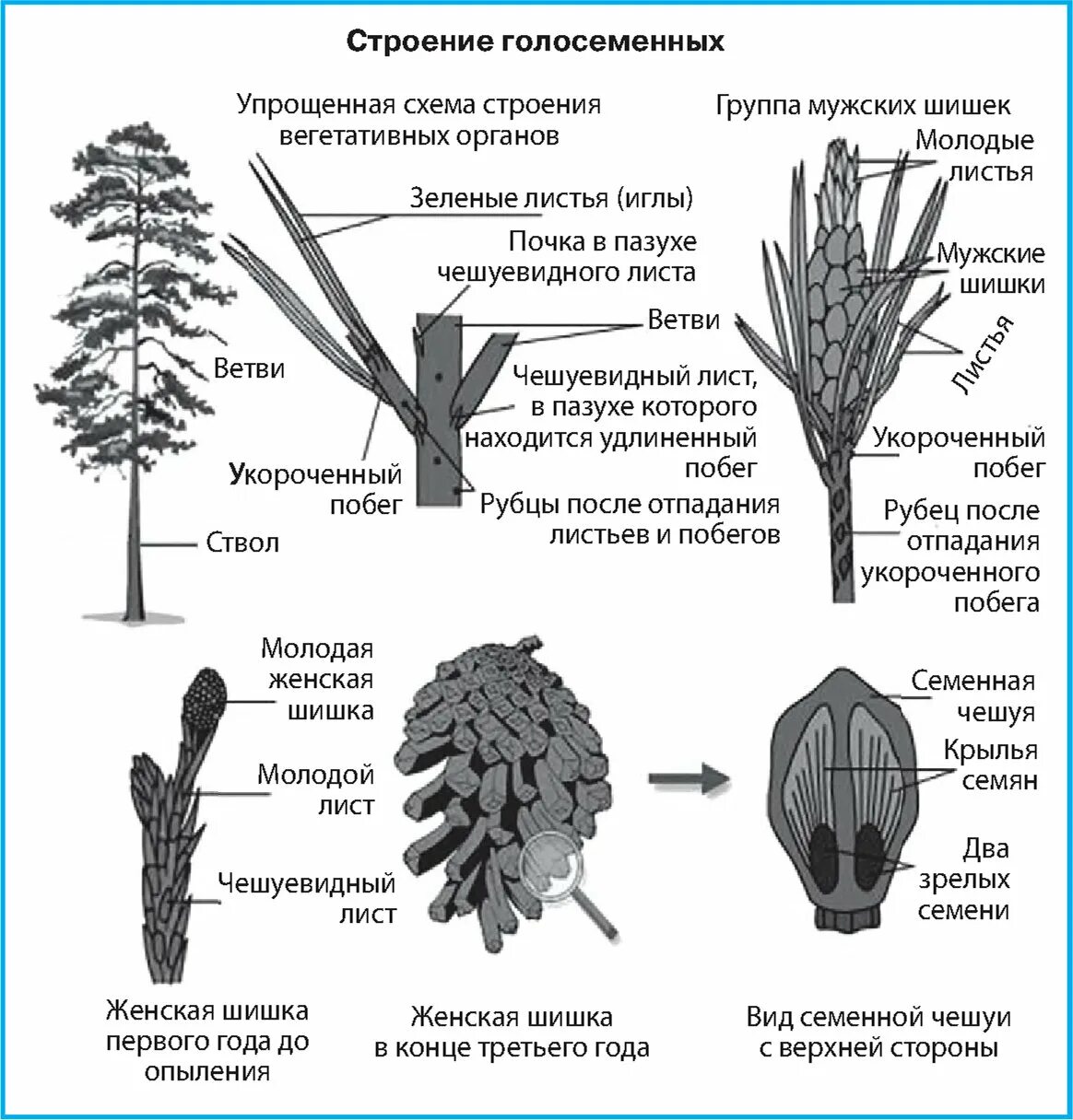 Каково строение голосеменных. Строение шишки сосны ( голосеменного растения. Строение побега голосеменных. Внешнее строение голосеменных. Строение голосеменных растений схема.