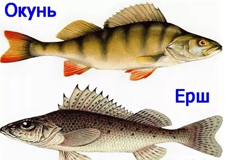 Ерш карась окунь. Окунь, чебак, сиг, щука, ерш, карась. рыба ёрш и окунь. карась ерш окунь. чебак окунь ерш.