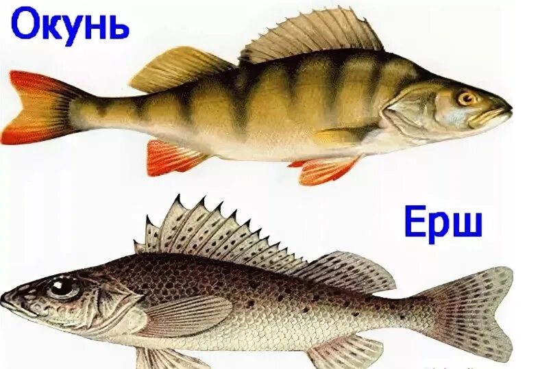 Пищевое отношение щуки и речного окуня. Рыба ёрш и окунь. Чебак окунь Ерш. Рыба Ерш Речной. Сом, лещ, окунь, пескарь, ёрш…).