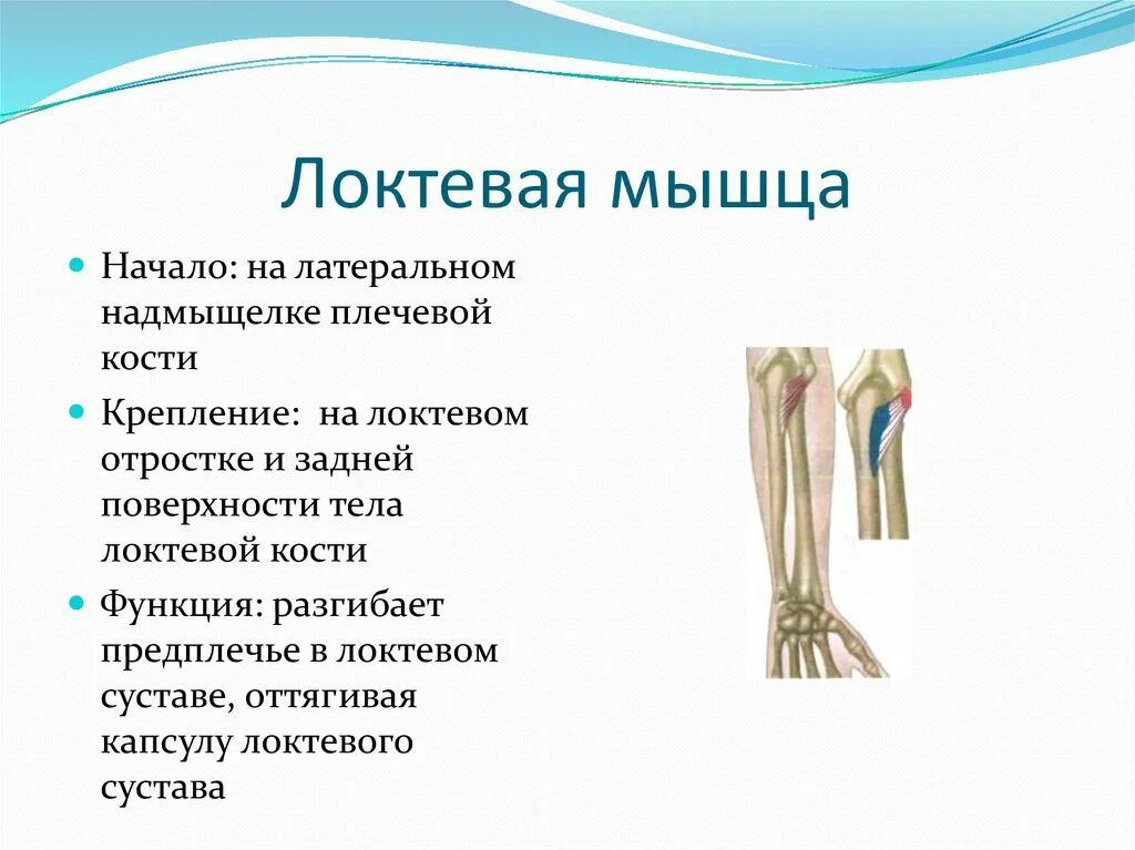 Начало прикрепление функции мышц. Локтевая мышца плеча анатомия. Локтевая мышца начало прикрепление функции. Локтевая мышца функции и расположение. Место прикрепления локтевой мышцы плеча:.
