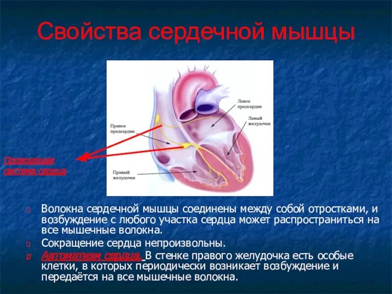 Что делают сердечные мышцы. Строение мышцы сердца. волокна сердечной мышцы. волокна сердечных мышц.