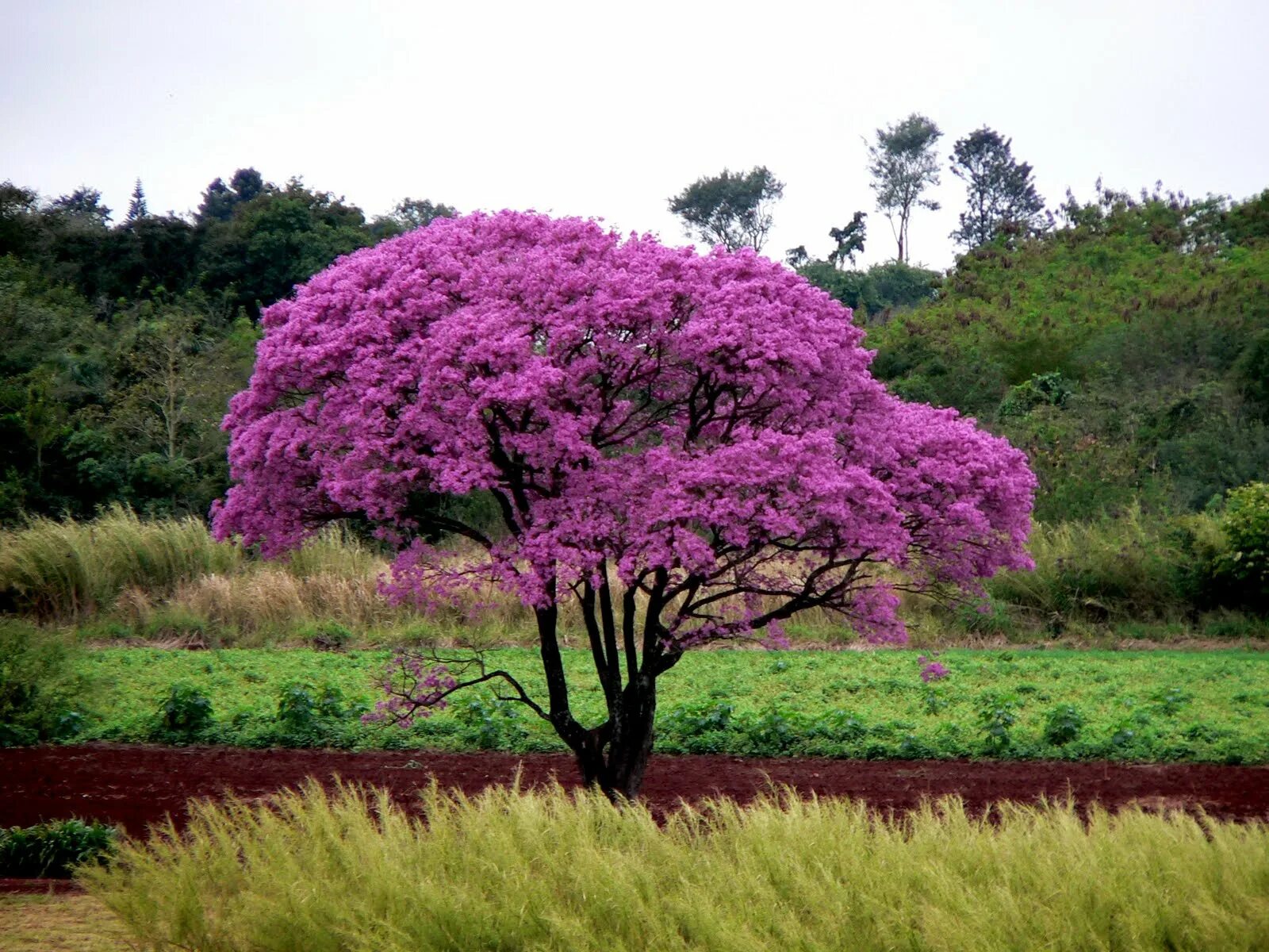 Деревья в южной америке названия. Лапачо муравьиное дерево. Муравьиное дерево табебуйя. Лапачо Аргентина. Pau d Arco дерево.