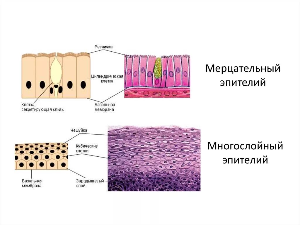 Многорядный реснитчатый мерцательный эпителий. Схема однослойного многорядного реснитчатого эпителия. Однослойный цилиндрический мерцательный эпителий. Мерцательный эпителий строение ткани. Клетки эпителиальной ткани виды