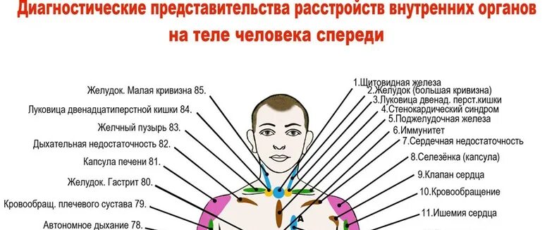 Болит вся левая сторона тела. Диагностические представительства расстройств внутренних органов. Проекция внутренних органов на теле. Проекционные зоны внутренних органов на теле. Огулов зоны.