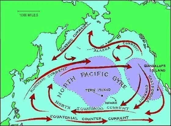 Морских течений действует в тихом океане. Морские течения. Карта течений. Морские течения Тихого океана. Карта морских течений.