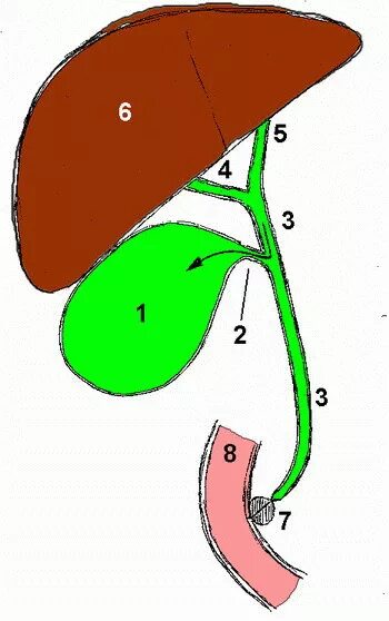 Баня желчный пузырь. Желчный пузырь рисунок. Желчный пузырь картинка.