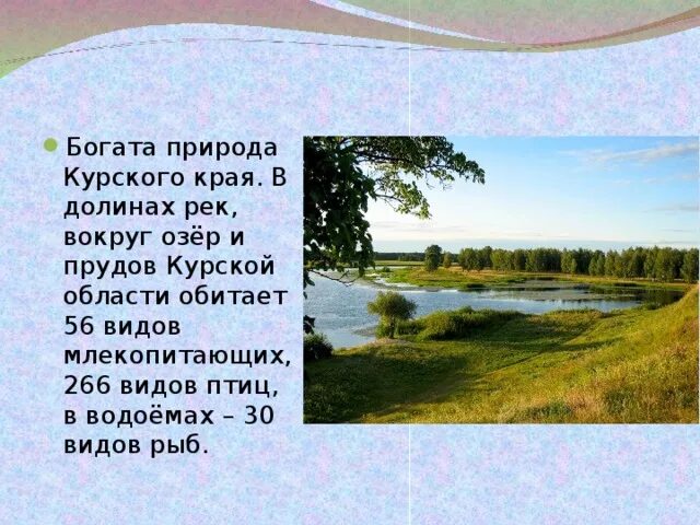 Природа родного Курского края. Курский край презентация. Природа Курского края описание. Сведения о родном крае. Расскажите о своем родном крае