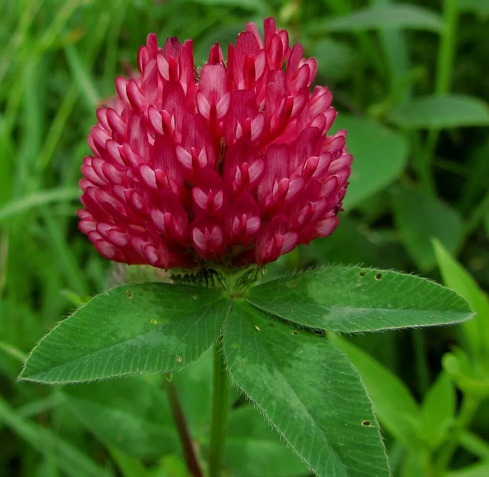 Клевер сайт. Красный Клевер Trifolium pratense. Клевер Луговой Клевер красный. Клевер Луговой (Trifolium pratense). Клевер красный Луговой трилистник.