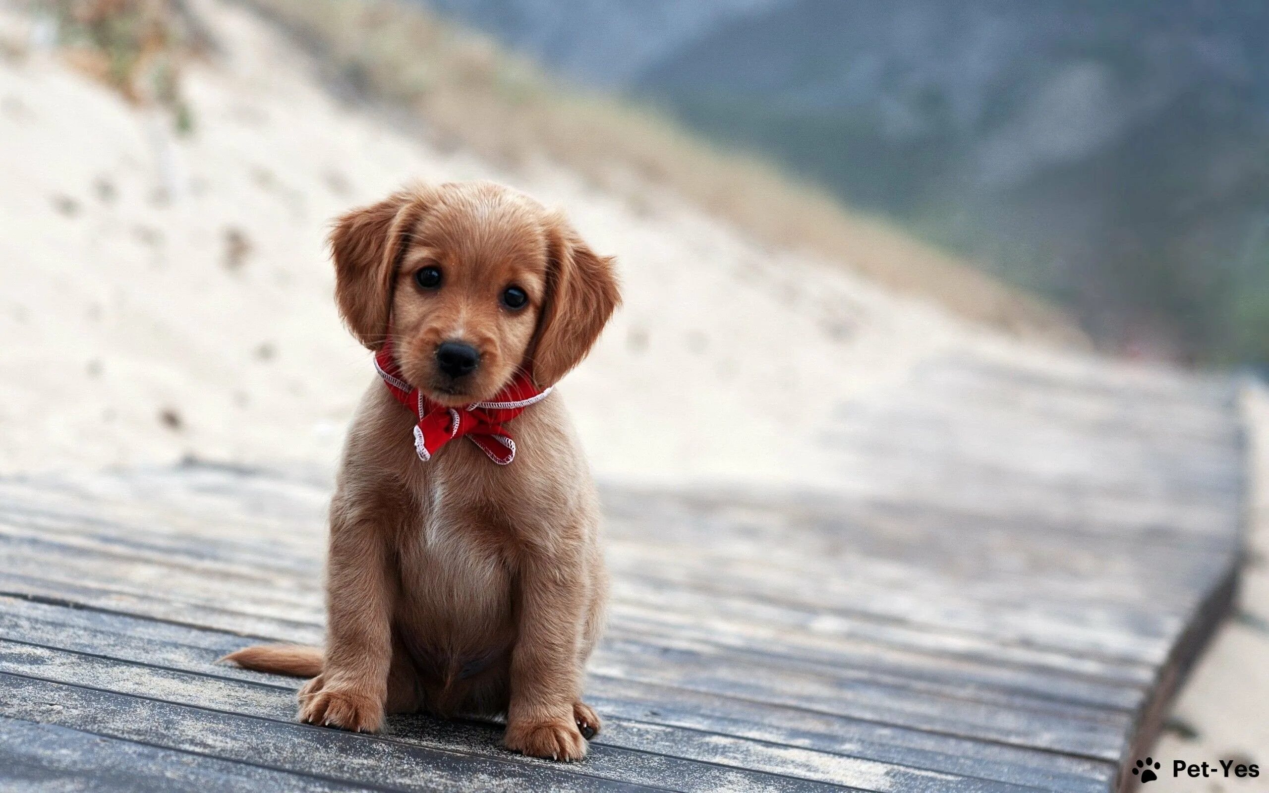 Pin on Dogs, Dogs and More Dogs