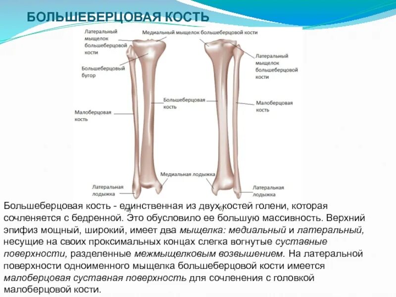 Находится берцовая кость. Строение большеберцовой кости кратко. Дистальный эпифиз большеберцовой кости. Верхний эпифиз большеберцовой кости. Задний бугор большеберцовой кости.