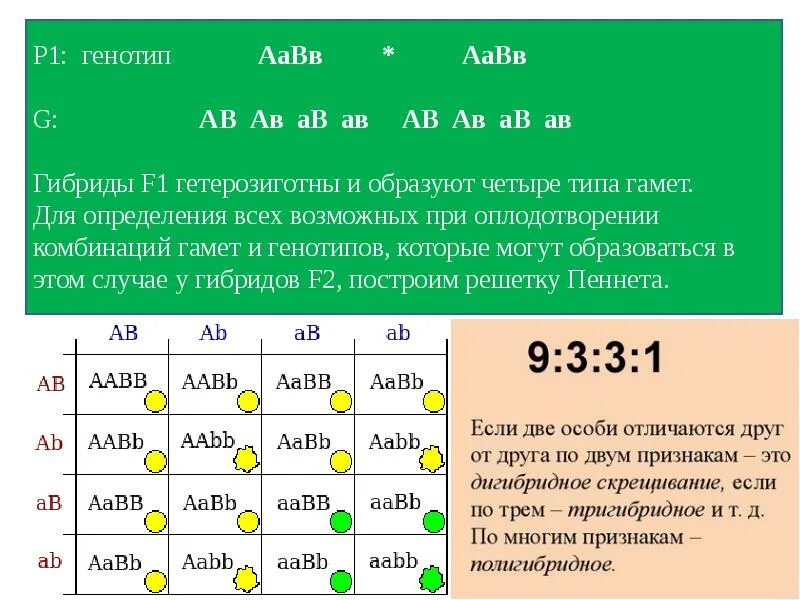 Сколько вариантов генотипов