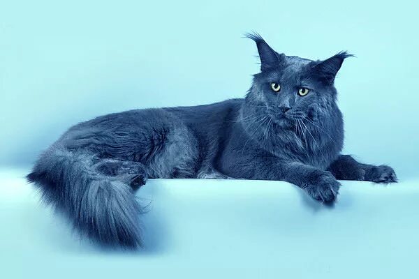 голубой кун. голубой кун. голубой мейн кун котенок. мейн кун голубой солид котенок. мейн кун голубой солид девочка.