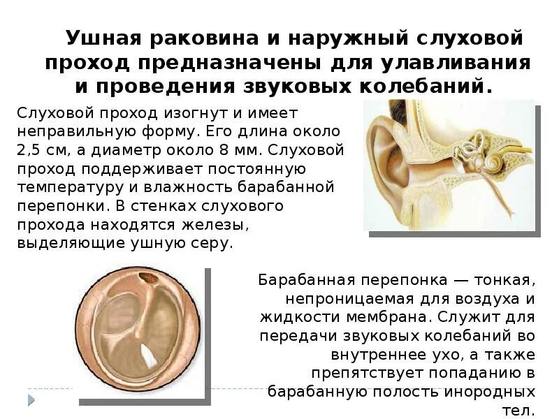 Положение барабанной перепонки. Наружный слуховой проход барабанная перепонка. Микроскопическое строение барабанной перепонки. Функции барабанной перепонки 8 класс. Барабанная перепонка строение и функции.