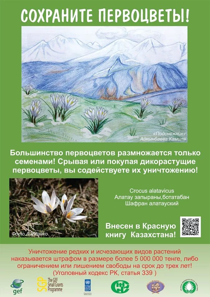 Сохраним первоцветы. Сбережем первоцветы. Сохранение первоцветов. Листовка в защиту первоцветов.