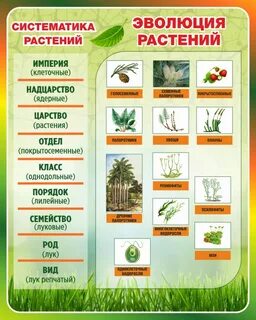 Биология систематика любого растения