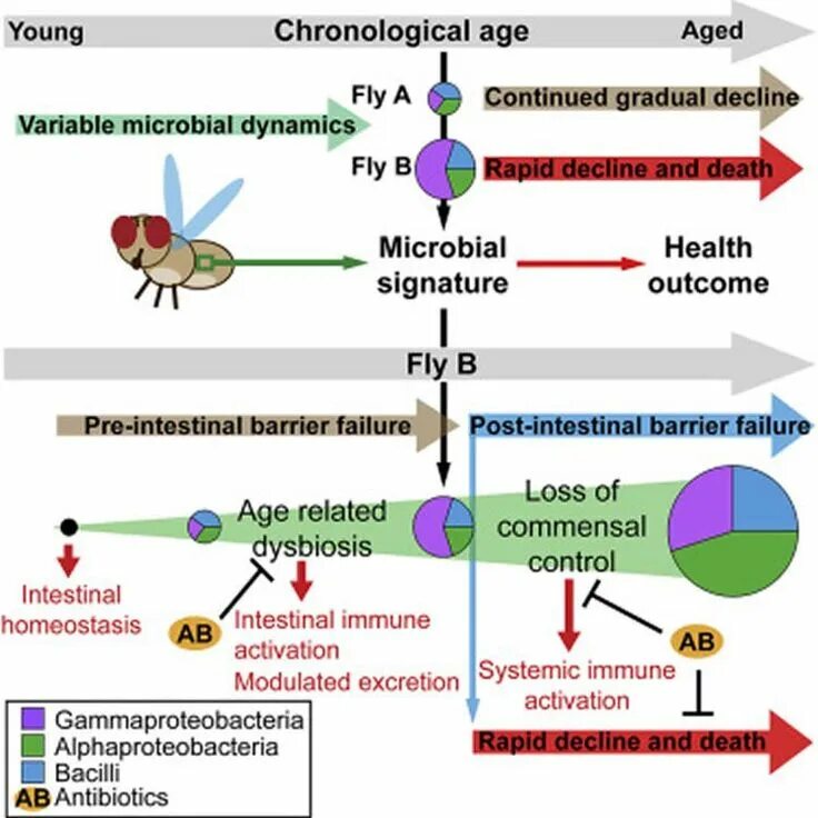 Homeostasis Disorder by Microbes. Age-related Development of lymphogram. Age-related bias. Alphaproteobacteria.
