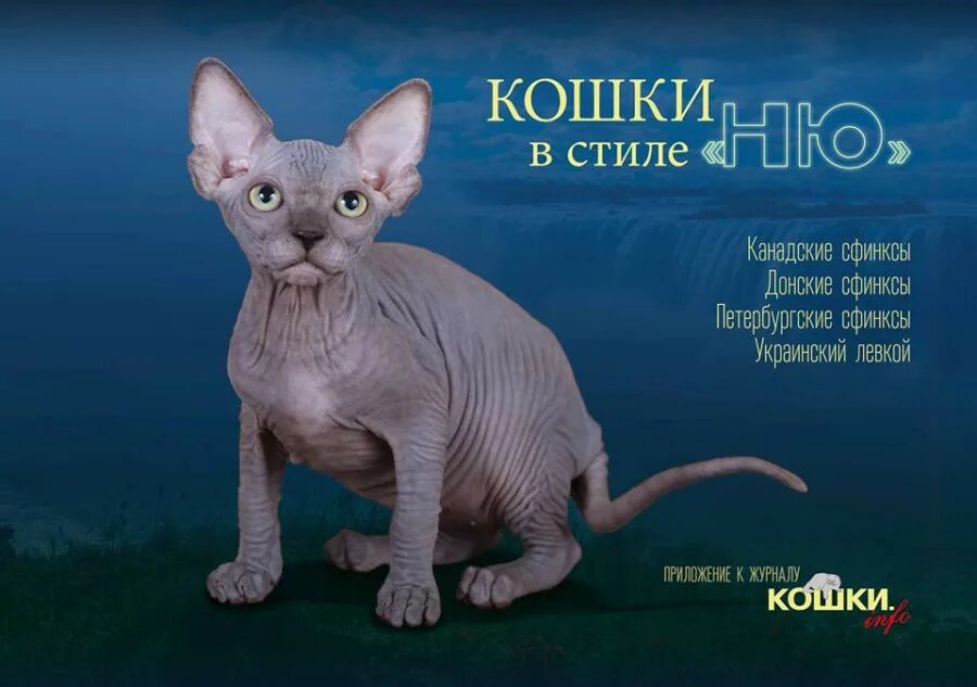 канадский и донской сфинкс.