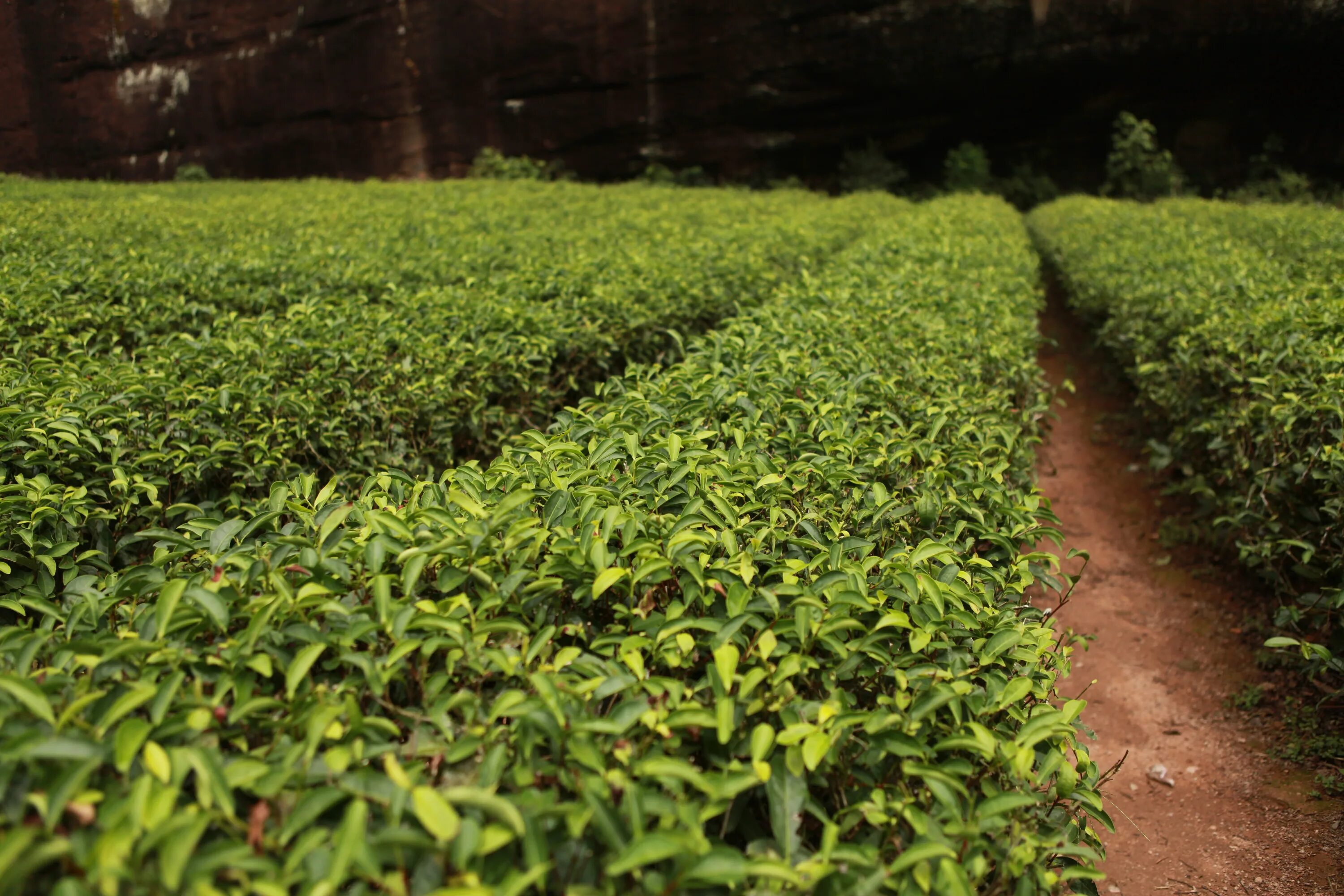 Planted area. Camellia sinensis плантация. Чайные плантации Камелия Синенсис. Чайное дерево плантации. Камелия китайская плантация.