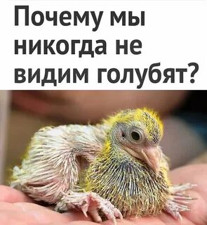 Увидели птенчика