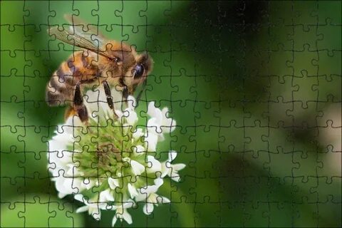 Купала пчелы