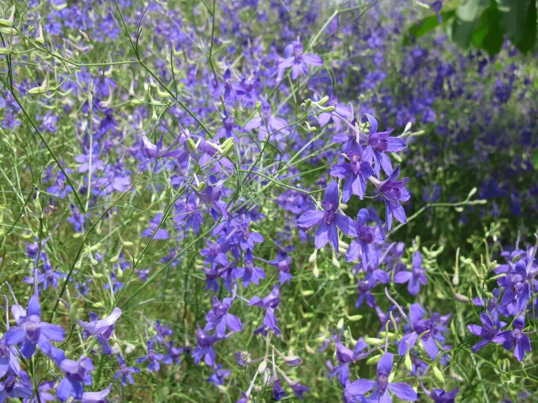 Дельфиниум живокость Полевая. Живокость Полевая Delphinium. Дельфиниум консолида. Шпорник дельфиниум полевой. Цветы похожие на лен