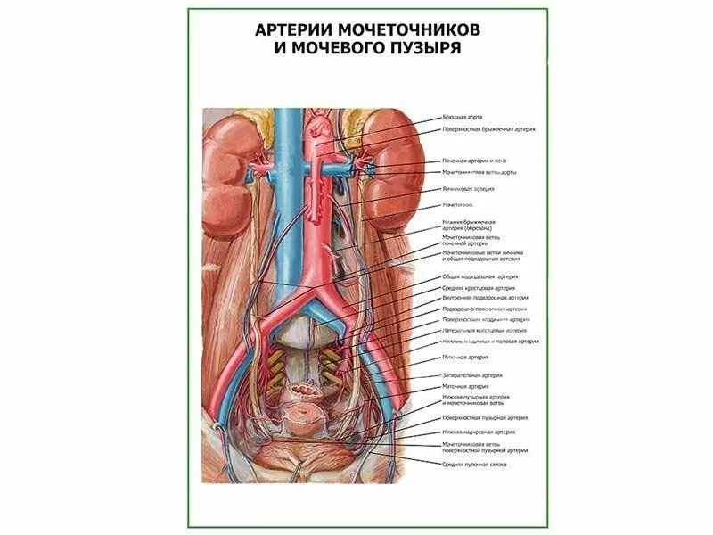 Тазовая часть мочеточника. Топография мочеточника. Топографическая анатомия мочеточников. Топография мочеточников синтопия. Топография мочеточников и мочевого пузыря.