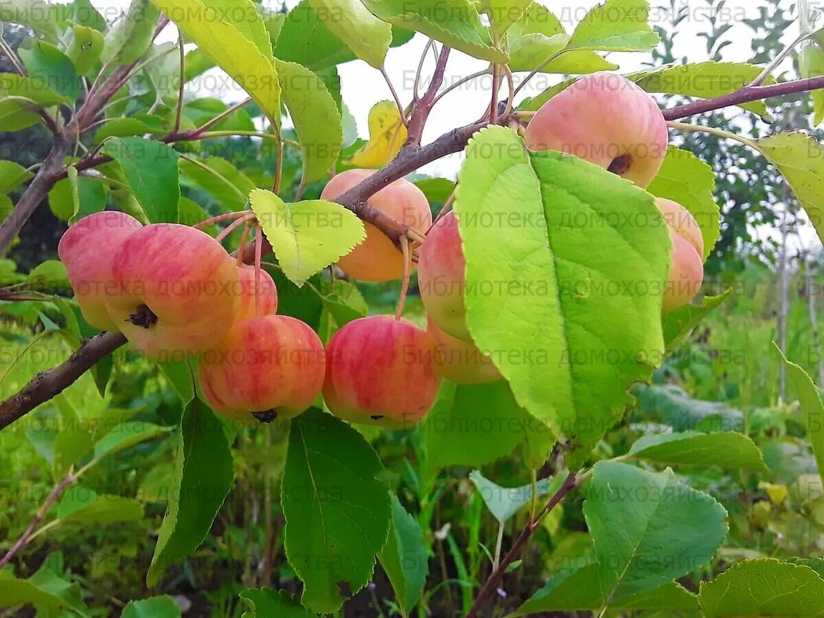 Райская яблоня купить. Яблоня Райская Аляска. Яблоня Райская Аляска, семена. Лесландия яблоня Райская Аляска. Лесландия яблоня Райская Аляска, 5 шт.