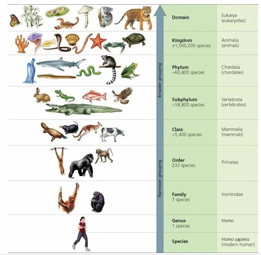 Какое место человек занимает в царстве животных. Расы животных. species род. примеры рас у животных. раса в биологии животных.