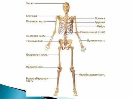 Грудина и лучевая кость