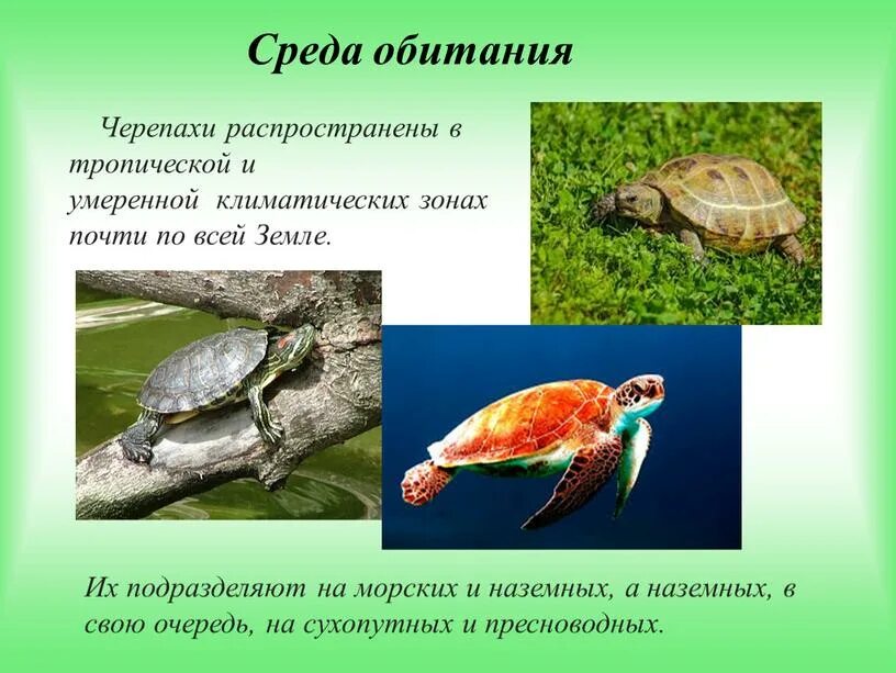 Среда обитания и образ. Морская черепаха среда обитания. Черепаха условия обитания. Воздушно-наземная среда обитания черепахи. Отряд черепахи место обитания.
