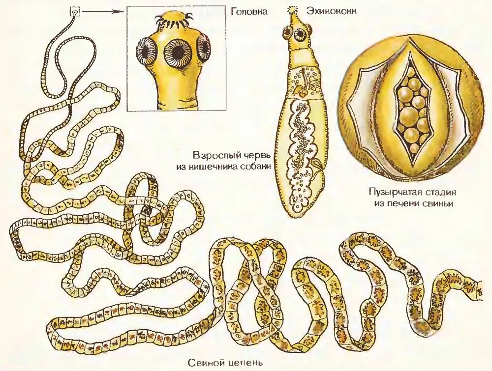 Паразитические черви имеют. Черви паразиты бычий цепень. Ленточные черви цепень. Строение ленточных червей паразитов. Паразитические ленточные черви строение.