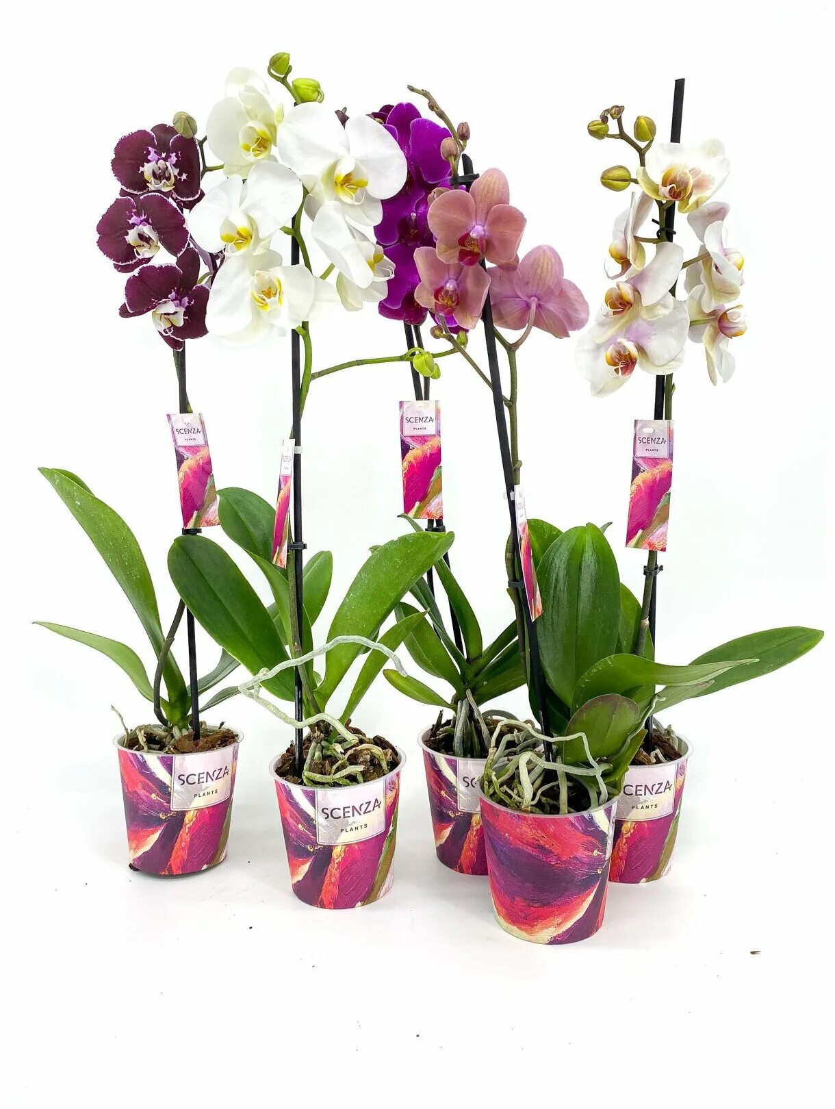 Scenza plants орхидея AnikStroy.ru