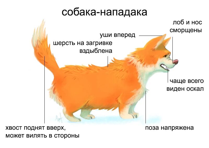 Почему собака поджимает хвост. Собака с прижатыми ушами. Собака поджимает хвост и уши.