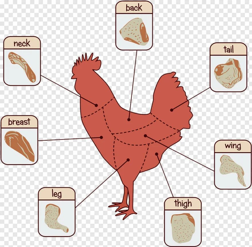 Chicken cuts. Parts of chicken meat. эстетичные картинки с курами вырезка.