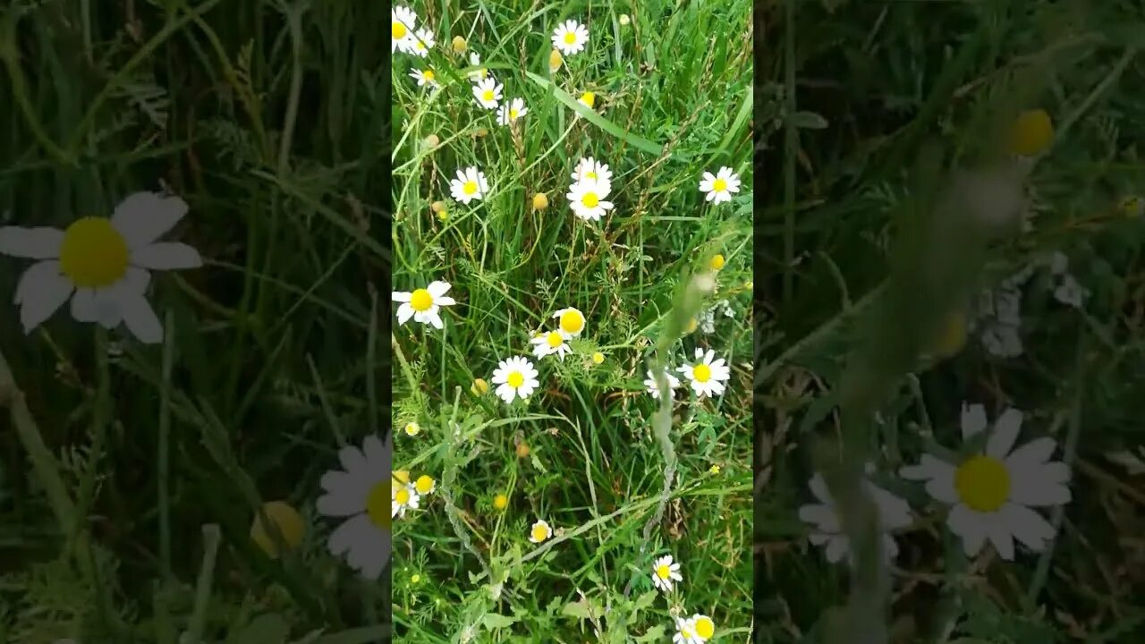 Сорвала я цветок полевой. Сорвала я цветок полевой приколола на кофточку. Песня ты обычно стоишь в стороне. Анс. Сорвала я цветок полевой приколола на кофточку белую слушать.