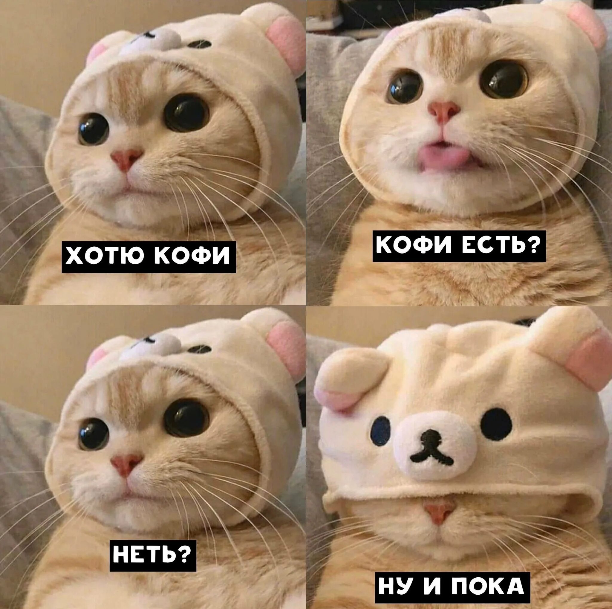 Словоохотл вый закост неть. Кот Мем. Мемы с котиками. Котики из мемов. Милый котик мемы.