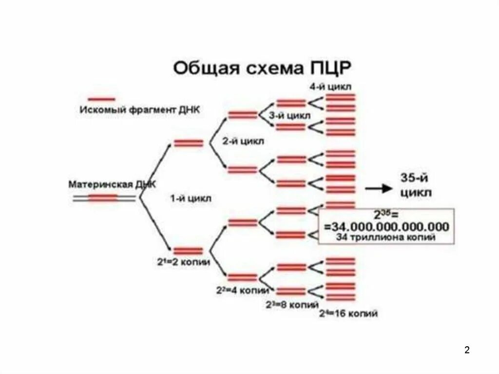 Полимеразная цепная реакция результат. Этапы ПЦР схема. Схема двух циклов ПЦР микробиология. Реакция ПЦР микробиология. Метод ПЦР микробиология.