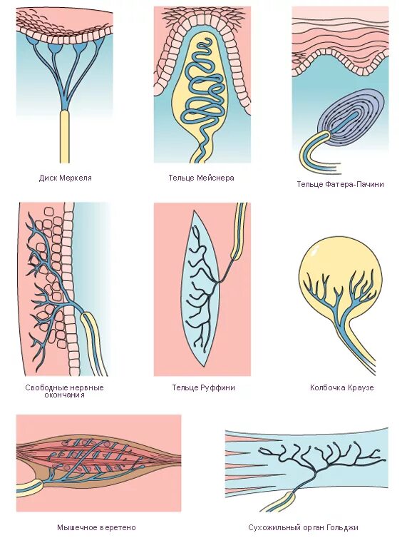 Механорецепторы Руффини. Диски Меркеля тельца Пачини. Тельца фатера Пачини гистология, Руффини. Тельце Руффини гистология.