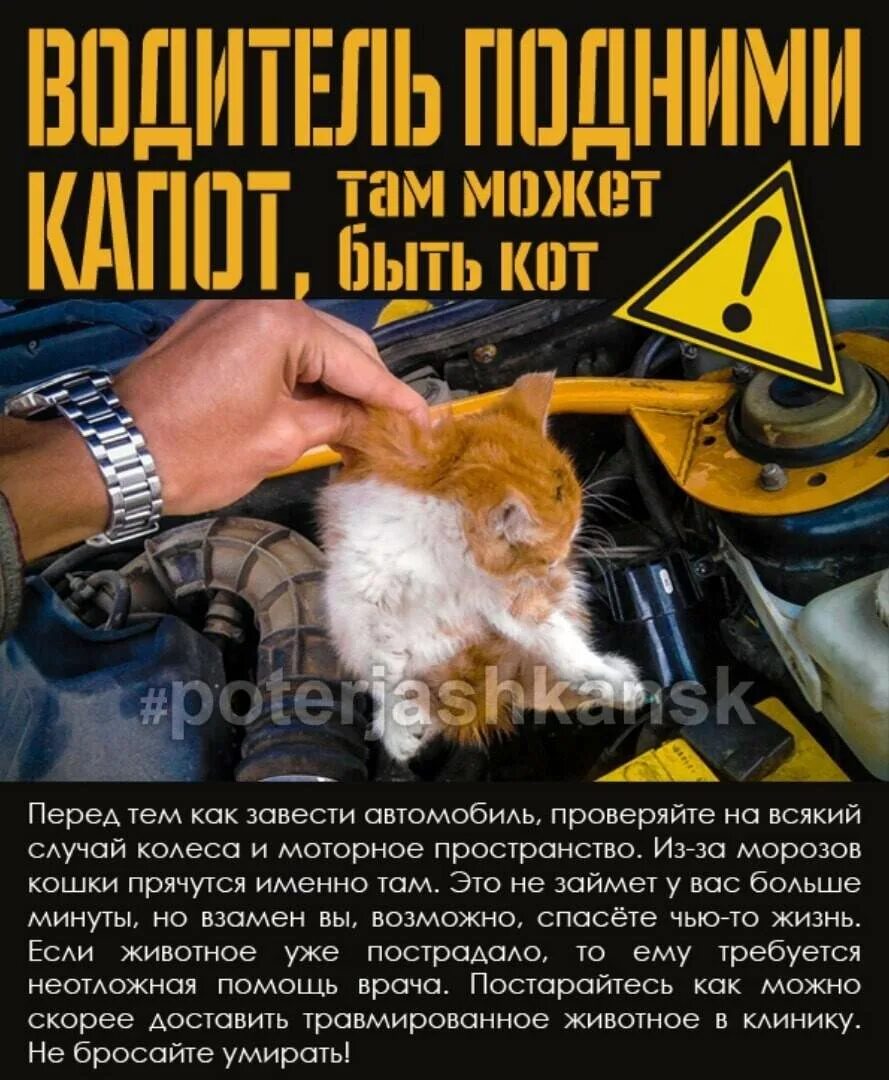 Кошка под капот. Кот под капотом. Осторожно кошка под капотом. Кошки прячутся в машинах. Перед тем как завести автомобиль, проверяйте на всякий случай.