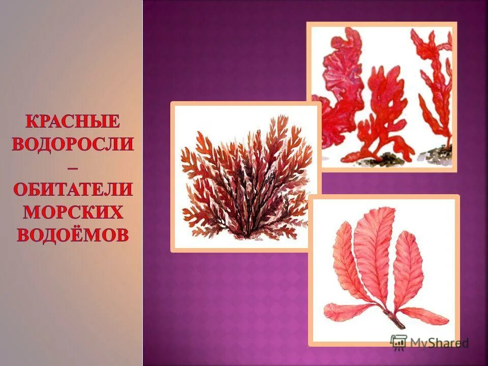 Красной водорослью является. Красные водоросли. Красные водоросли представители. Красные водоросли 6 класс биология. Представители красных водорослей 6 класс.