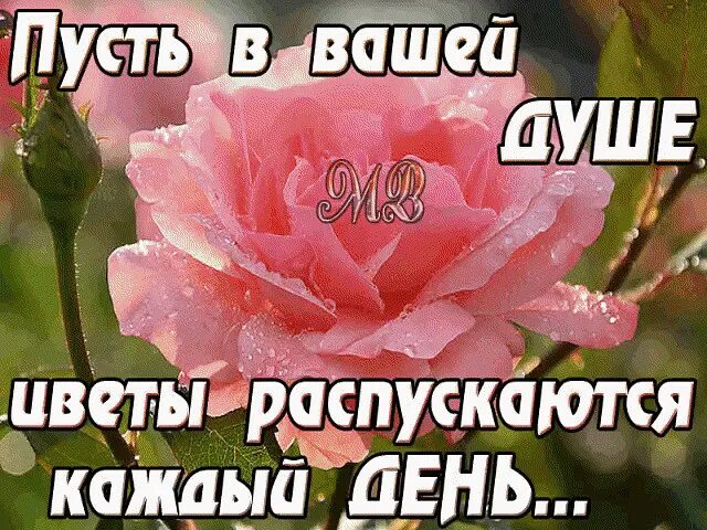 Пусть распускаются цветы. Пусть в вашей душе цветут цветы. Пусть в душах ваших распускаются цветы. Пусть в вашей душе цветы распускаются каждый день