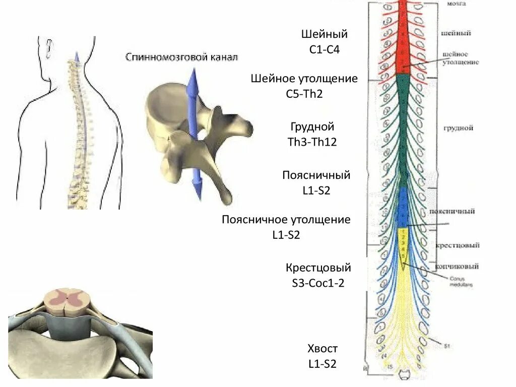 Спинной мозг у взрослого человека. Шейное и поясничное утолщение спинного мозга. Шейное и пояснично крестцовое утолщение спинного мозга. Шейное утолщение спинного мозга. Шейное утолщение спинного мозга сегменты.
