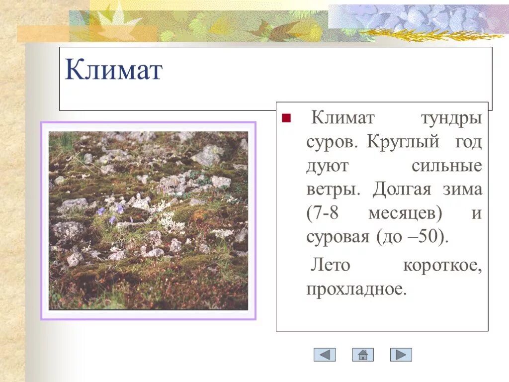 В тундре семь погод на день. Климат тундры. Тундра климат проект. Окружающий мир тема тундра. Тундра доклад 4 класс окружающий мир.