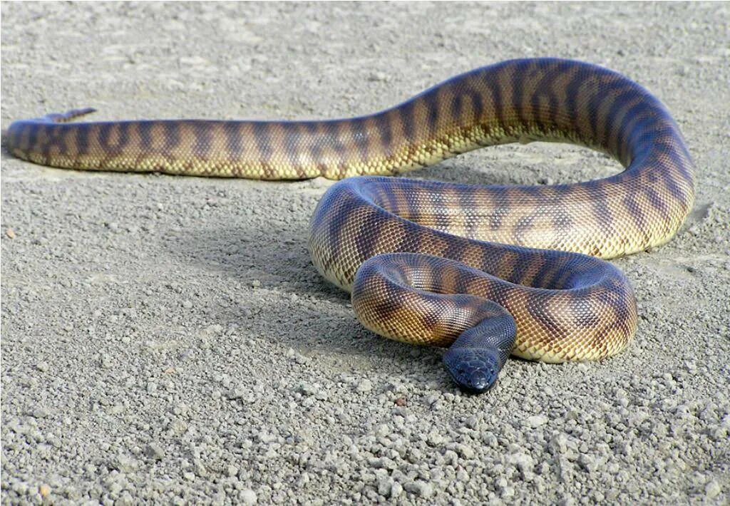 Heading python