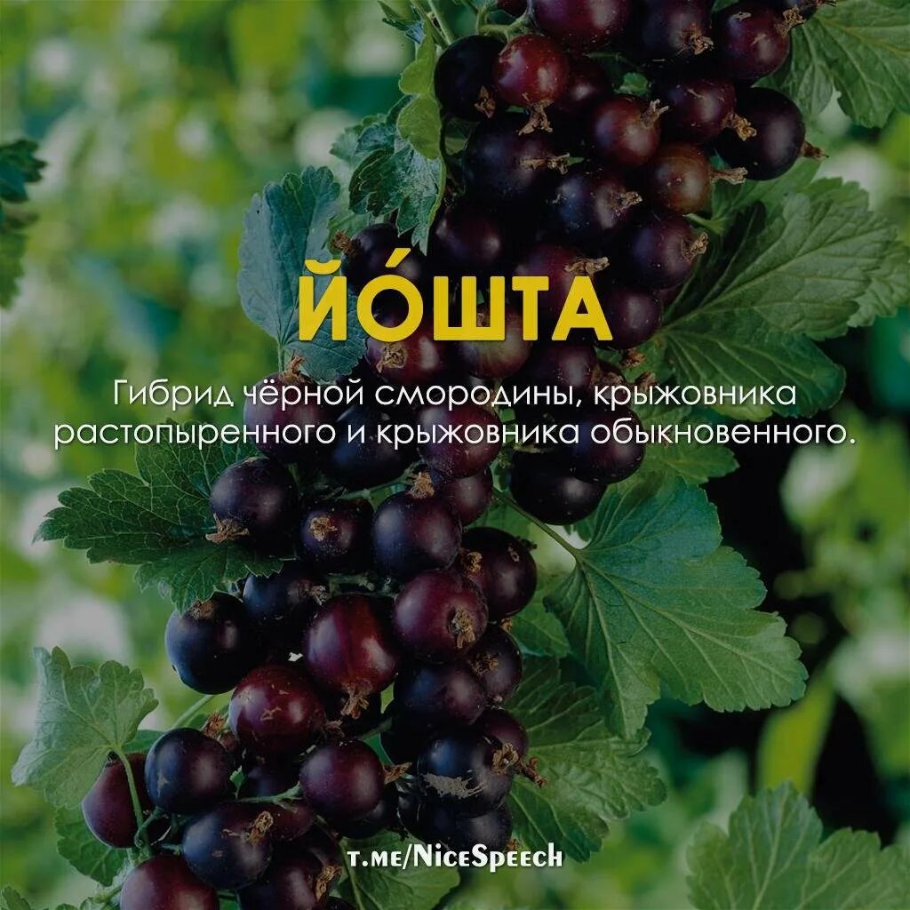 Крыжовник со смородиной как называется. Смородина-крыжовник йошта. йошта (крыжовник х смородина, йоштаберри) моро. йошта куст. йошта сорт крона.