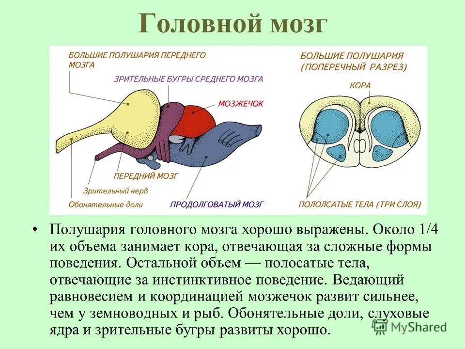 Развитие мозжечка у земноводных. Отделы головного мозга рептилий. Функции отделов головного мозга пресмыкающихся. Головной мозг рептилий. Промежуточный мозг у рептилий.