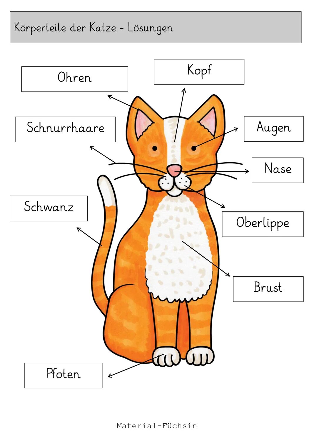 Ist das katze. Korperteile. katze по немецки. katze картинки для детей. блокнот katze.