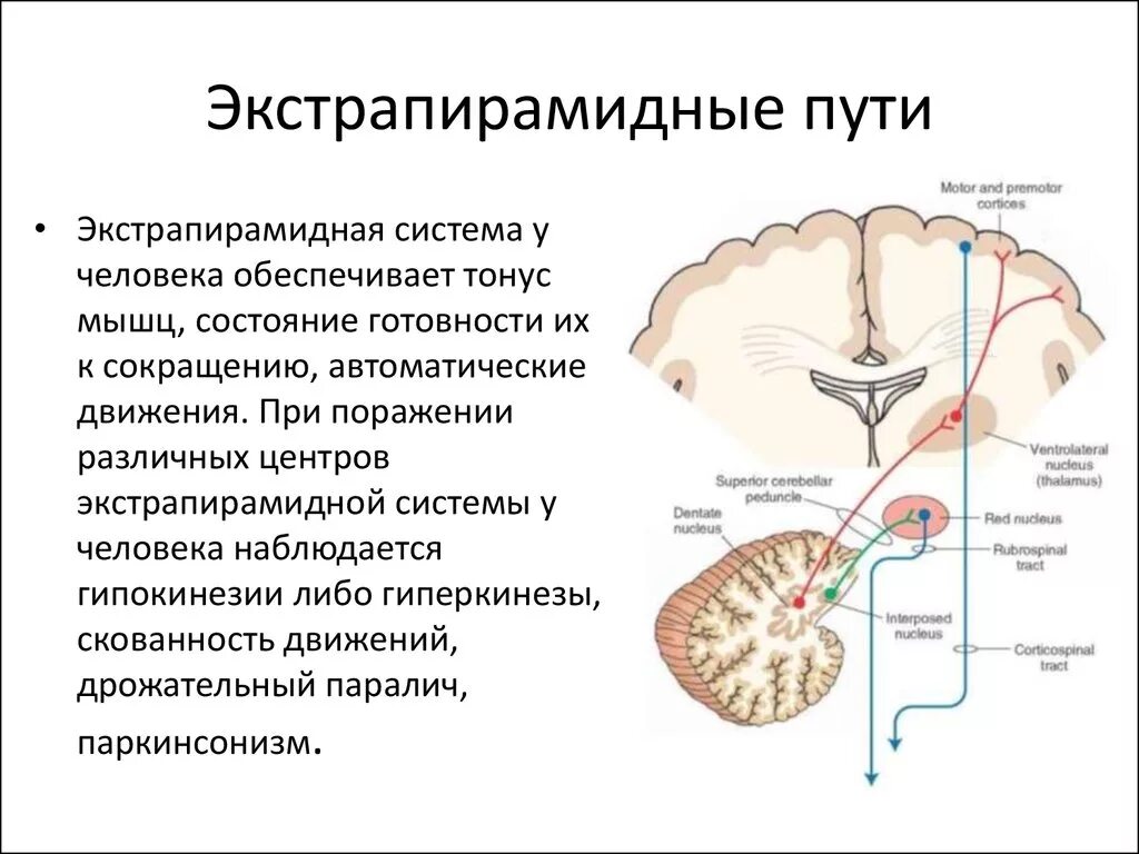 Двигательный путь функции. Пирамидные и экстрапирамидные проводящие пути. экстрапирамидные проводящие пути неврология. экстрапирамидный путь неврология схема. функциональная характеристика экстрапирамидного проводящего пути.